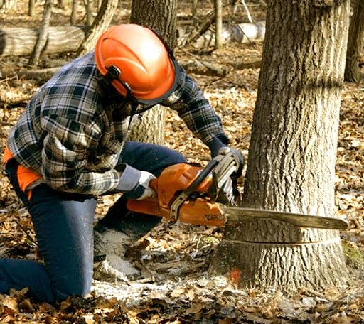 Tree Removal in Kent, IL